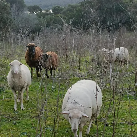 Appt Neuf 2-4 Pers Avec Loggia - Piscine Chauffee - Bord De - Corse Du Sud- Bonifacio شقة بيانوتولي-كالداريلو