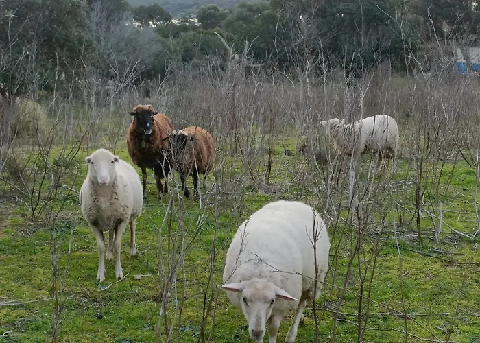 Appt Neuf 2-4 Pers Avec Loggia - Piscine Chauffee - Bord De - Corse Du Sud- Bonifacio アパート ピアノトリ・カルダレロ